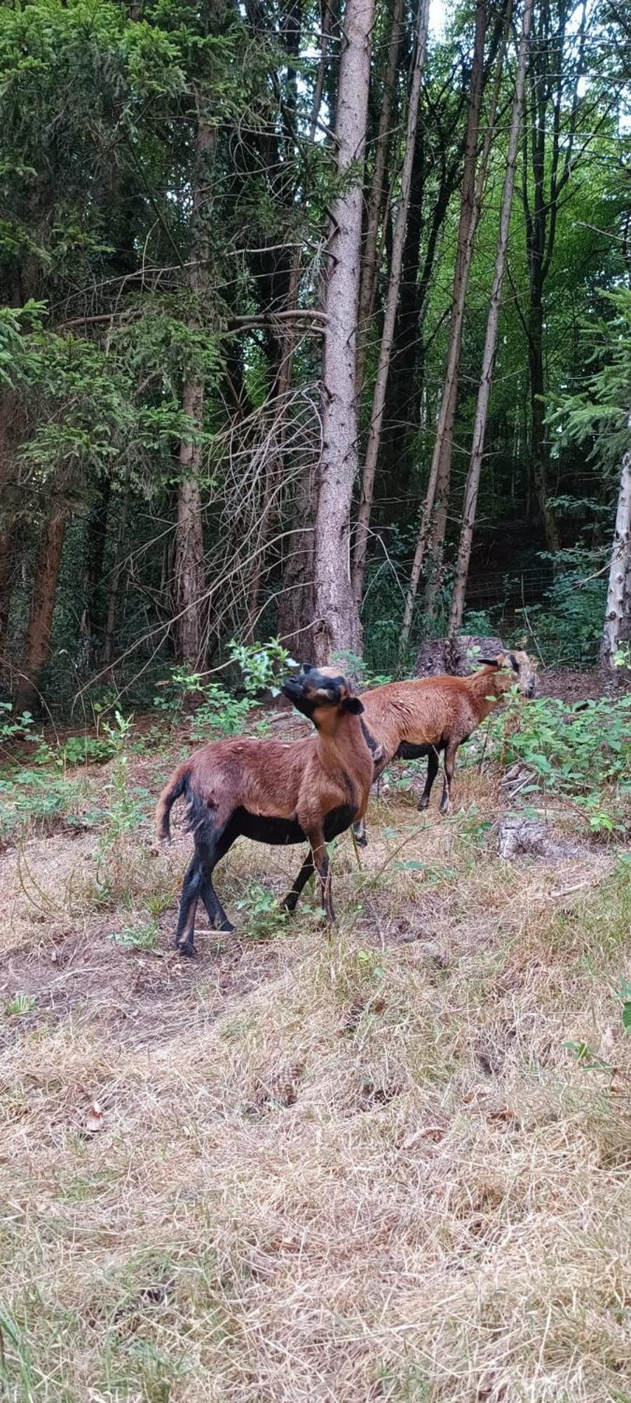 La Fontaine Aux Enfants - Gr5 - Chambre Avec Sdb Privee Abreschviller Bagian luar foto
